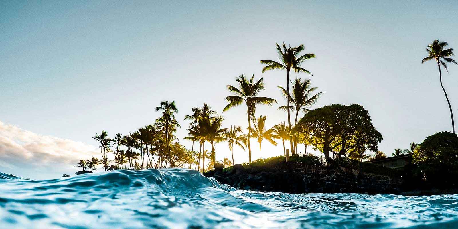 View of palm trees in Hawaii