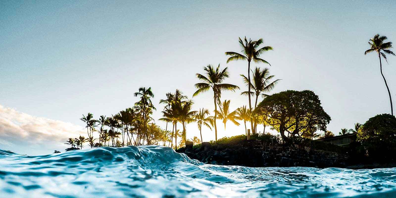 https://s43501.pcdn.co/wp-content/uploads/2023/03/View-of-palm-trees-in-Hawaii.jpg